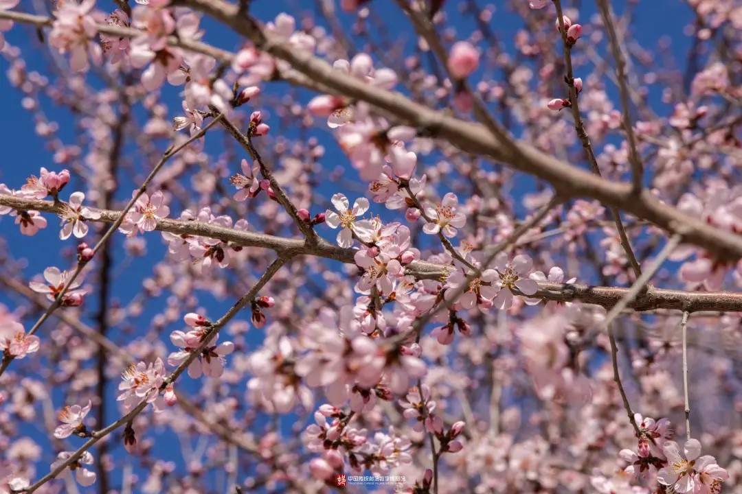 薊州區(qū)桃花